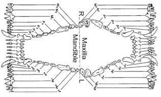 Canine Dental Charts