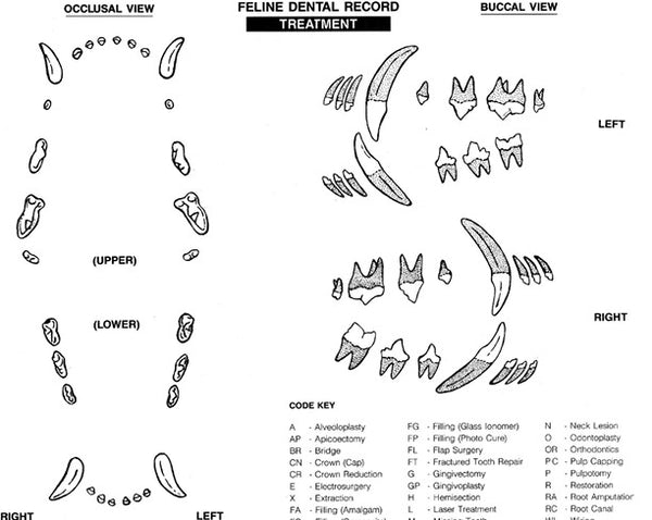 Feline Dental Tooth Chart Printable Cat Feline Veterinary Dental Tooth