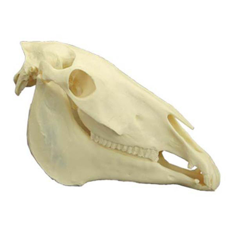 Equine Skull Model & Teeth Set