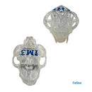 iM3 Feline & Canine Skull Model Set