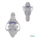 iM3 Feline & Canine Skull Model Set
