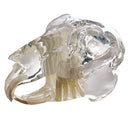 iM3 Rabbit (Leporidae) Skull Model