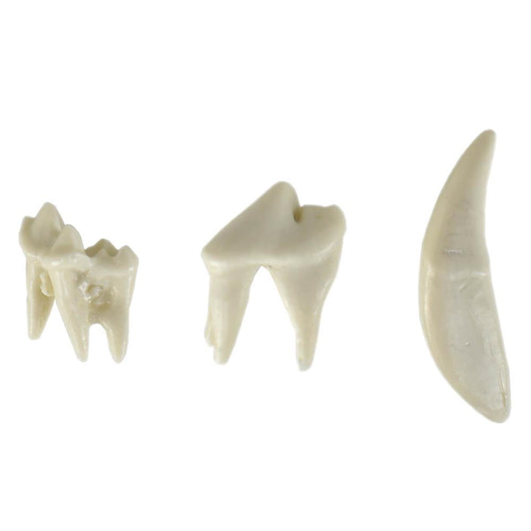 Shop online at Serona.ca for veterinary dental Canine Upper Left Quadrant, Dentoform Replacement Teeth, which are available in various different tooth sizes.