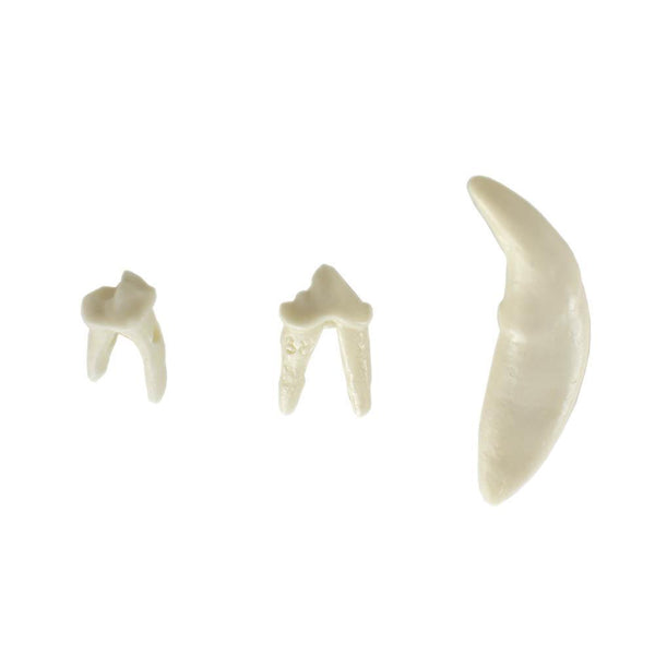 Shop online at Serona.ca for veterinary dental Canine Lower Right Quadrant, Dentoform Replacement Teeth, which are available in various different tooth sizes.