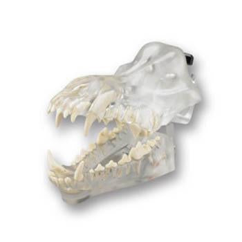 Veterinary dental Canine Dentoform Model - Radiopaque, transparent.