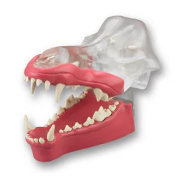 Veterinary Dental Canine Dentoform Model with Gingiva, transparent.