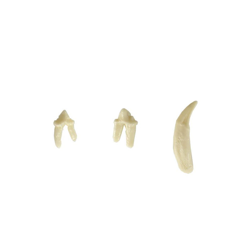 Veterinary dental Feline Lower Left Quadrant, Dentoform Replacement Teeth.