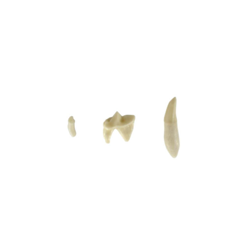 Shop online at Serona.ca for veterinary dental Feline Upper Left Quadrant, Dentoform Replacement Teeth, which are available in various different tooth sizes.