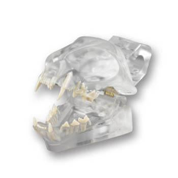 Veterinary dental Feline Dentoform Model - Radiopaque, transparent.