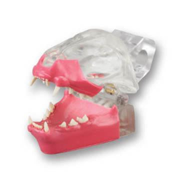 Veterinary Dental Feline Dentoform Model with Gingiva, transparent.