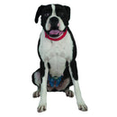 Veterinary dental LikShield™.  LikShield™ is available in a resizable 9" x 6" patch for wide-area coverage, with 18 patches per package.