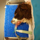 Shop online at Serona for veterinary dental products such as the iM3 Dental Mat, which is re-usable 50-100 times, 11.8" x 15.7" in length, and is recyclable. 