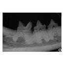 Veterinary dental Sigma Bio-Ray DR Sensor System, which includes Bio-Ray DuraSoft Sensor, Bio-ray SDX USB Interface, training, and more!