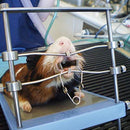 iM3 Table Top Mouth Gag (Rodent/Rabbit)