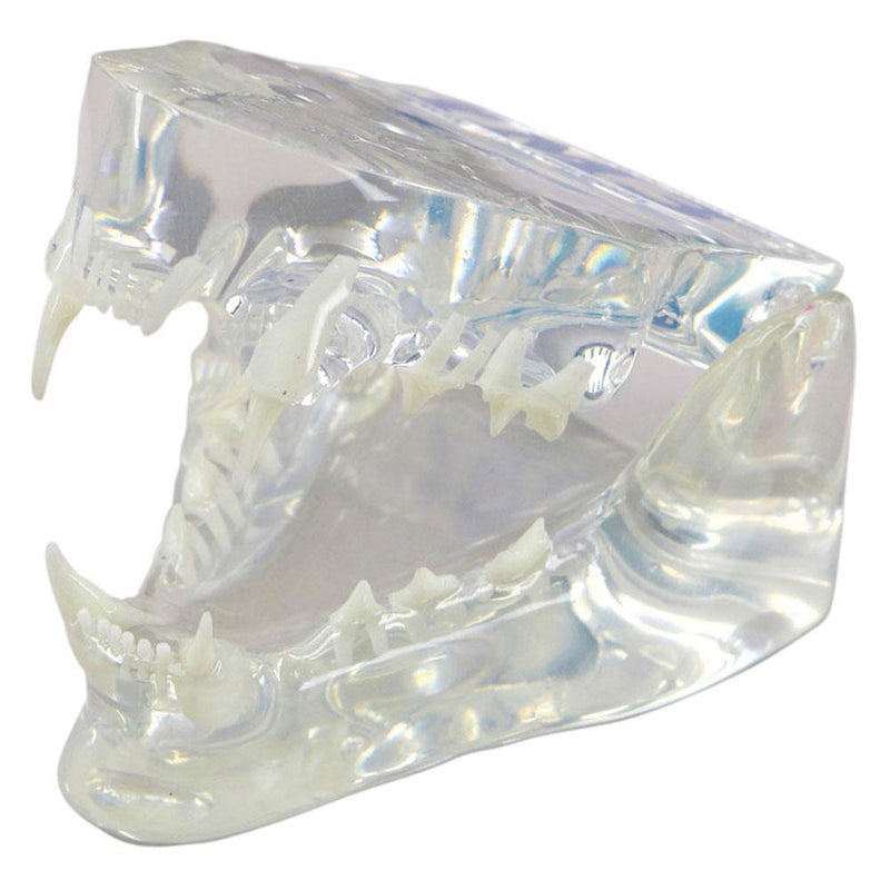 Shop online for canine, feline, and rabbit dental jaw models. Models are transparent for root anatomy visualization. Removable teeth are available.  