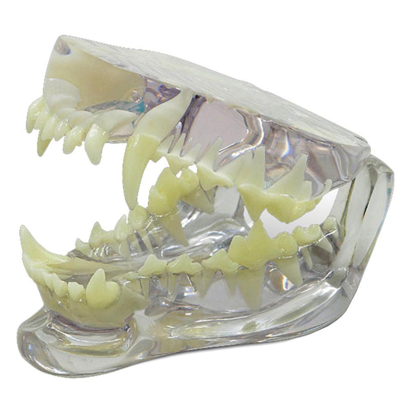 Canine, feline, and rabbit dental jaw models for sale online. Models are transparent for root anatomy visualization. Removable teeth are available.