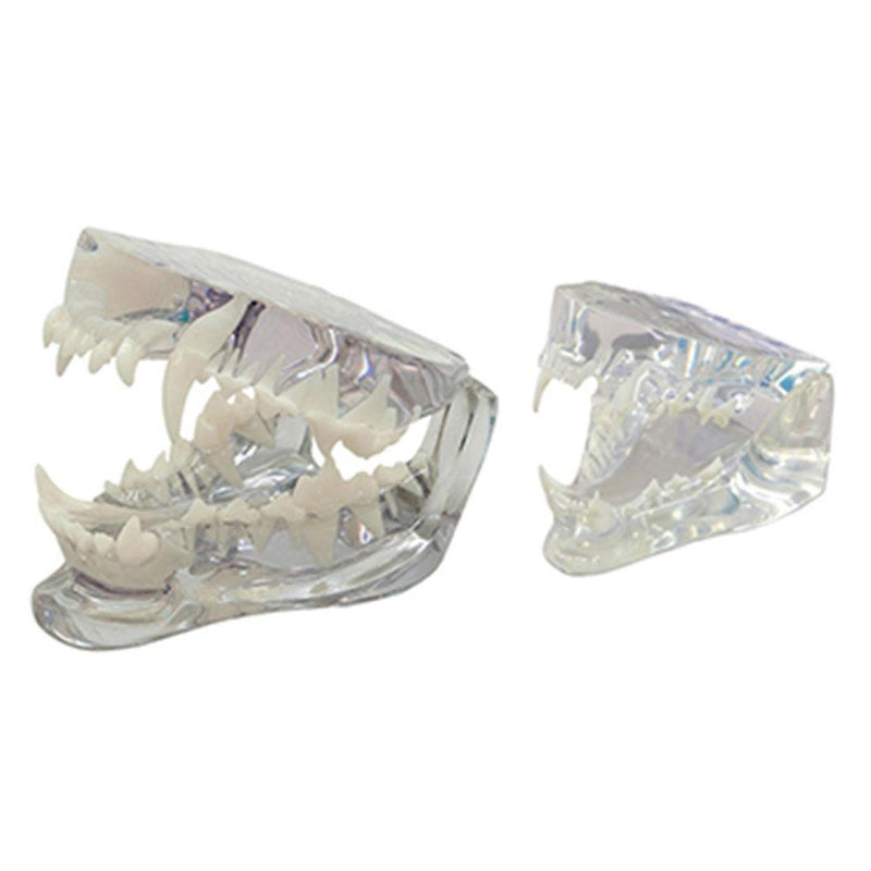 Canine, feline, and rabbit dental jaw models for sale online. Models are transparent for root anatomy visualization. Removable teeth are available.